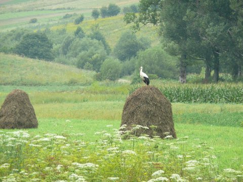 Stork on hay